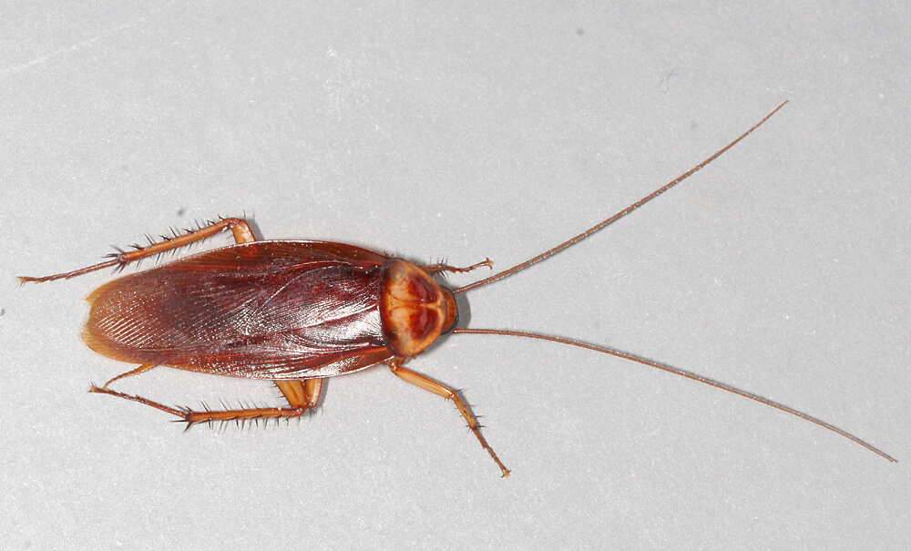 Do Cockroaches Go Away in Winter?