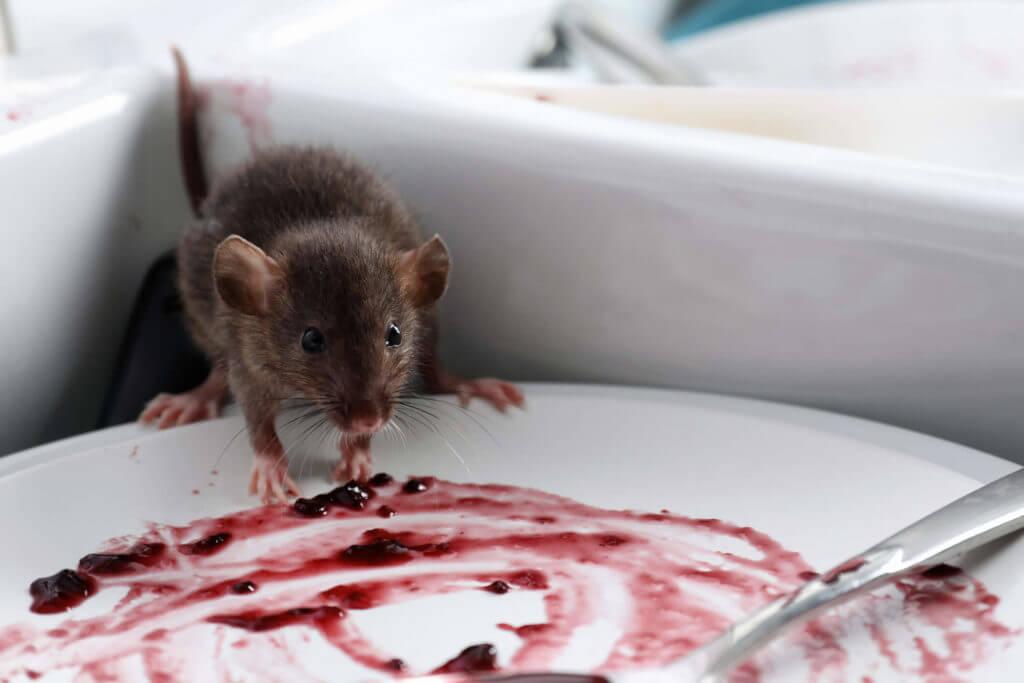 How to get rid of mice in your home