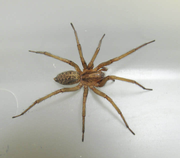Spiders of Utah | What you should know